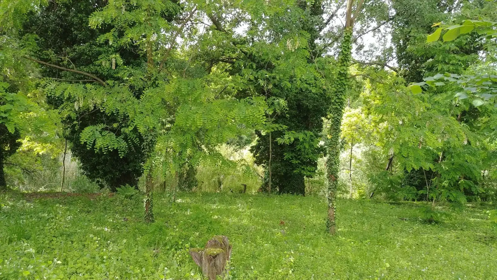 Hunting